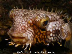 nigth look of a porcupinefish at wreck city dive site in ... by Victor J. Lasanta Garcia 